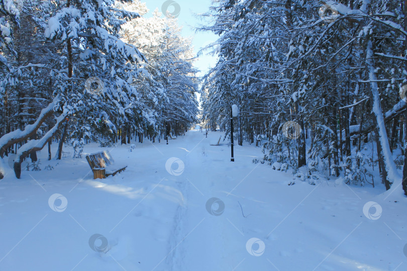 Скачать Зимний парк фотосток Ozero