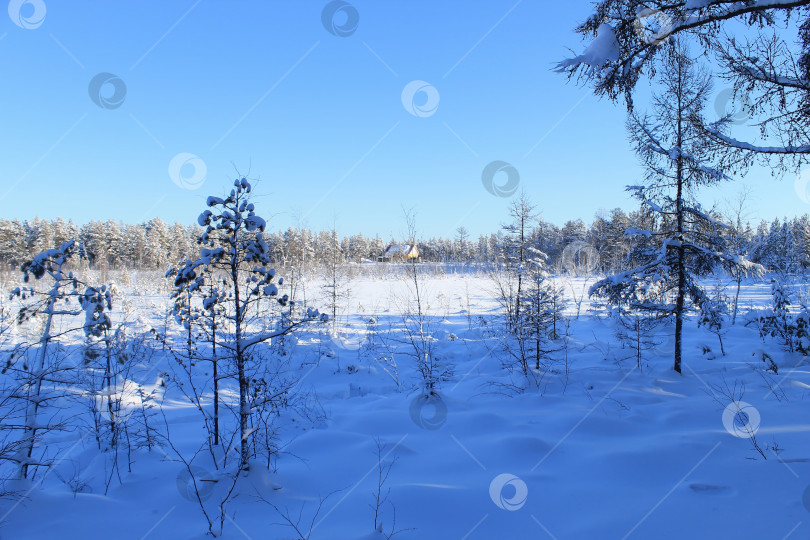 Скачать одинокий дом в лесу фотосток Ozero