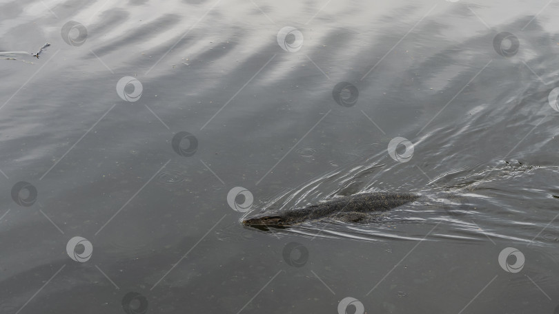 Скачать Варан плавает в пруду. фотосток Ozero