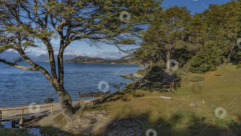 Скачать Дерево нотофагус растет на берегу голубого озера в Патагонии. фотосток Ozero