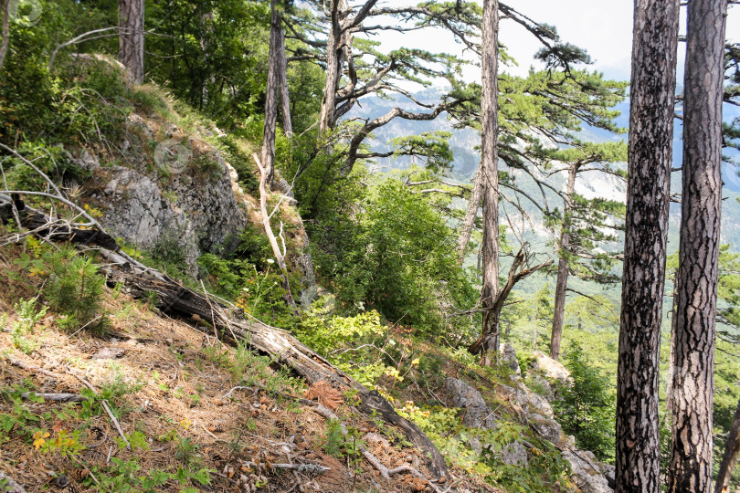 Скачать Заросший лесом склон. фотосток Ozero