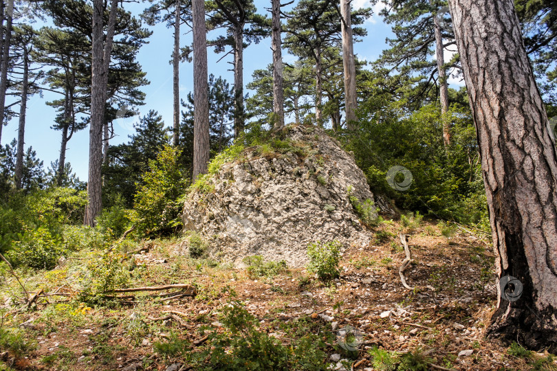 Скачать Древний камень в лесу. фотосток Ozero