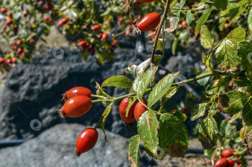 Скачать Крупные плоды шиповника на ветке. фотосток Ozero
