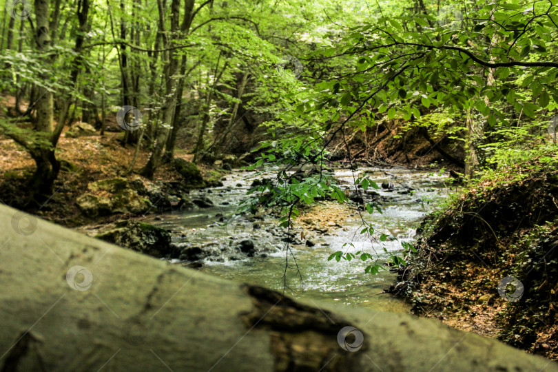 Скачать Заросли дикого леса. фотосток Ozero