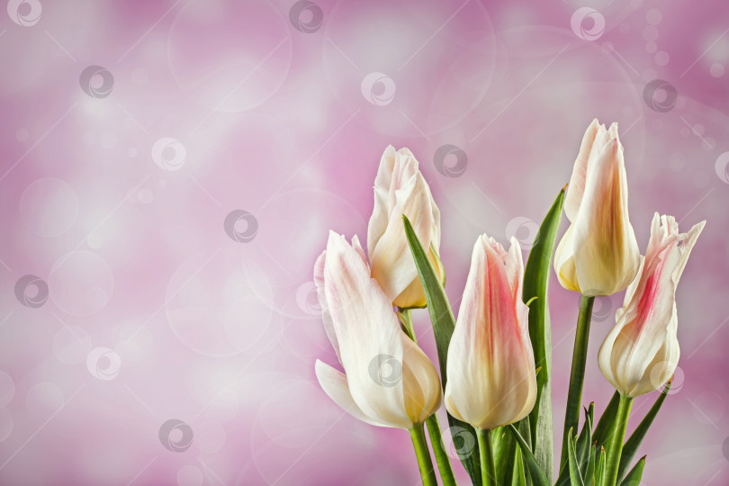 Скачать Пять белых тюльпанов на светло-голубом фоне фотосток Ozero