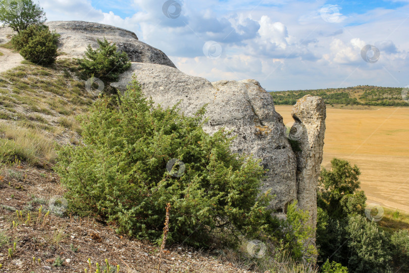 Скачать Кусты на скалах. фотосток Ozero