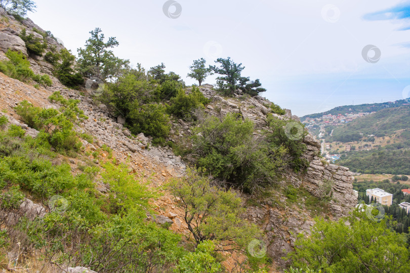 Скачать Растительность на склоне. фотосток Ozero