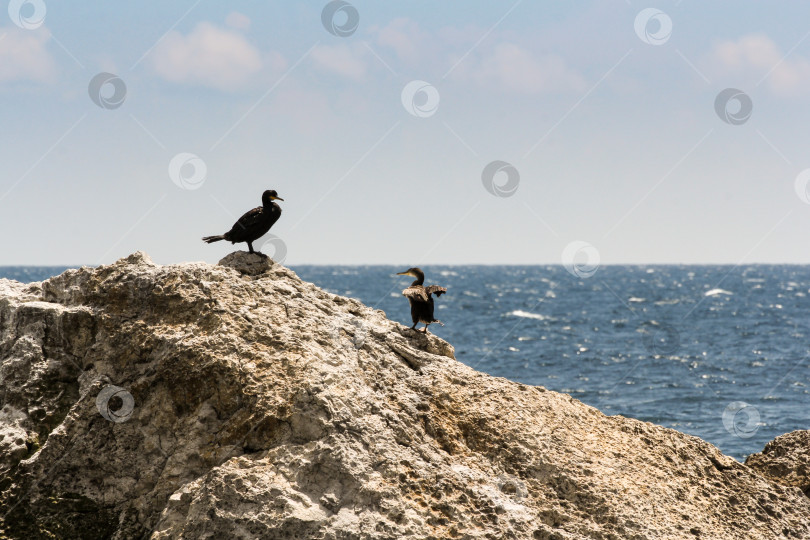 Скачать Пара бакланов на скале. фотосток Ozero