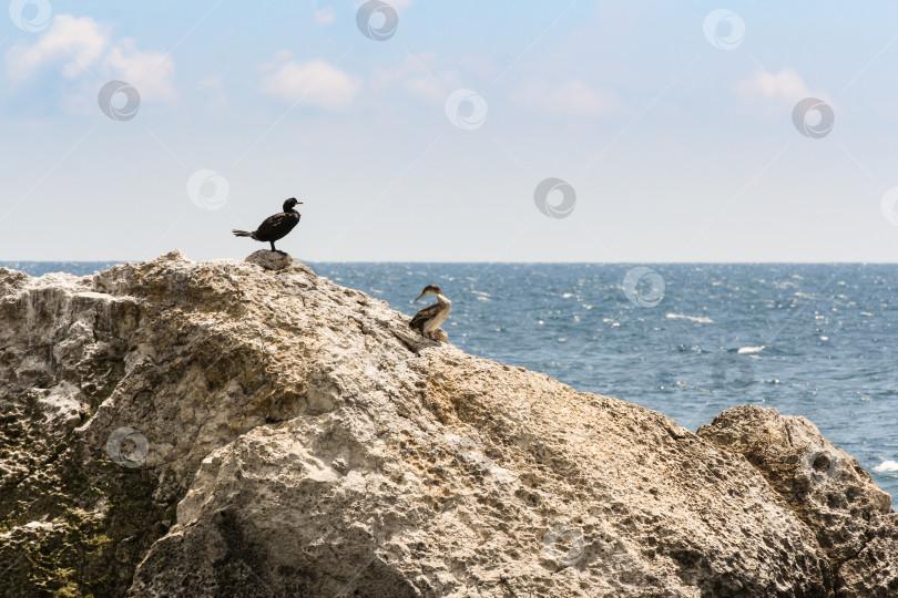 Скачать Пара бакланов на скале. фотосток Ozero