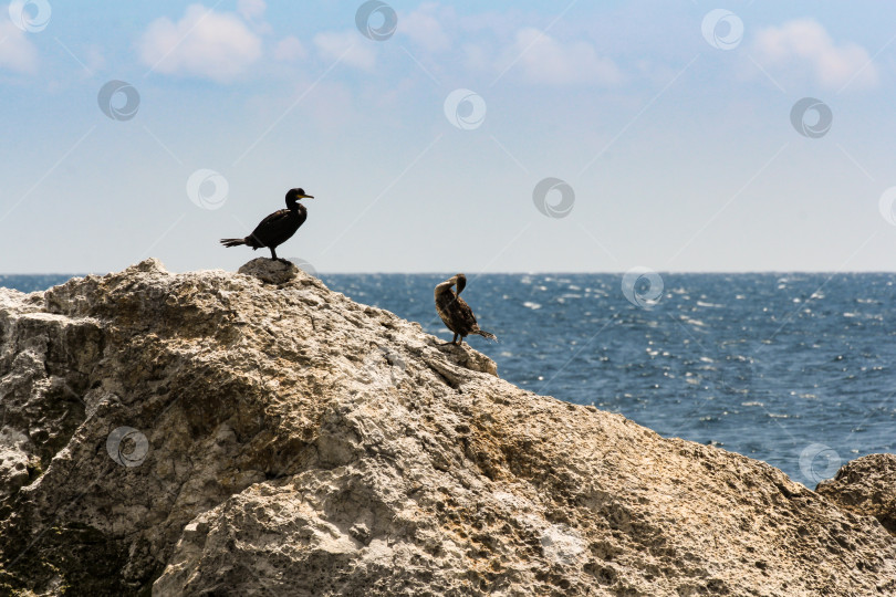 Скачать Пара бакланов на скале. фотосток Ozero