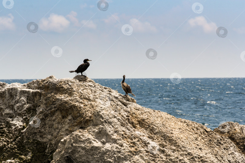 Скачать Пара бакланов на скале. фотосток Ozero