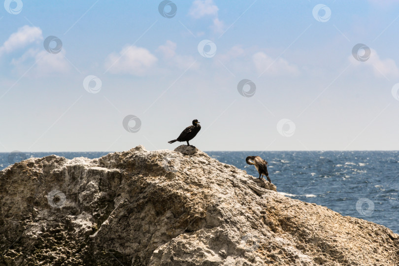 Скачать Пара бакланов на скале. фотосток Ozero