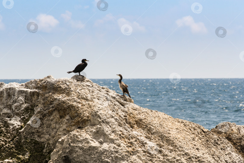 Скачать Пара бакланов на скале. фотосток Ozero