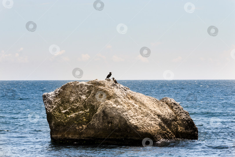 Скачать Пара бакланов в море на камне. фотосток Ozero