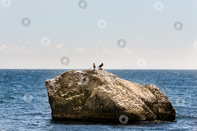 Скачать Пара бакланов в море на камне. фотосток Ozero