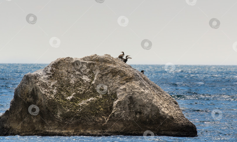 Скачать Пара бакланов на скале в море. фотосток Ozero