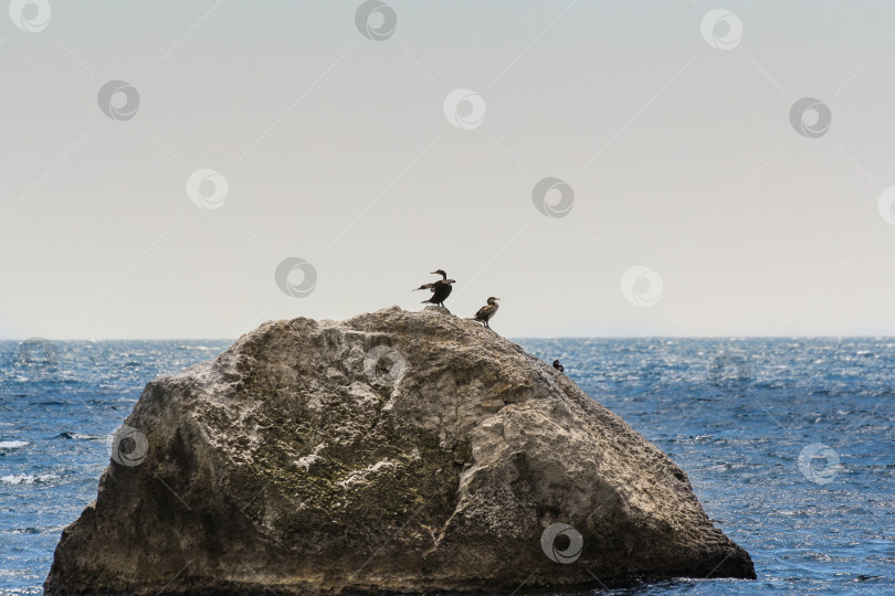 Скачать Пара бакланов на скале в море. фотосток Ozero