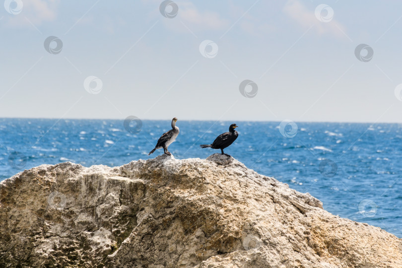 Скачать Пара бакланов на скале. фотосток Ozero