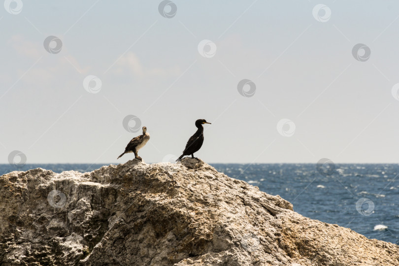 Скачать Пара бакланов на скале. фотосток Ozero