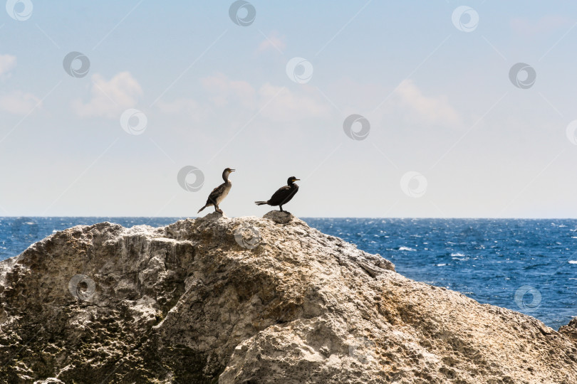 Скачать Пара бакланов на скале. фотосток Ozero