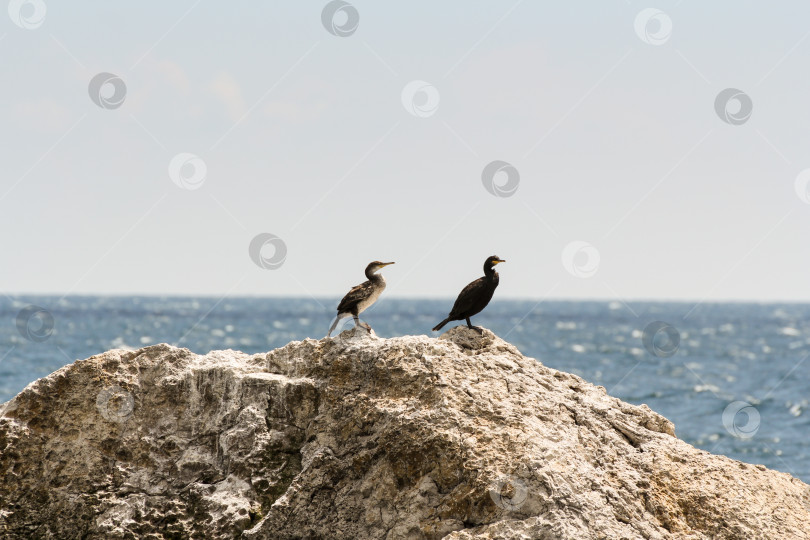 Скачать Пара бакланов на скале. фотосток Ozero