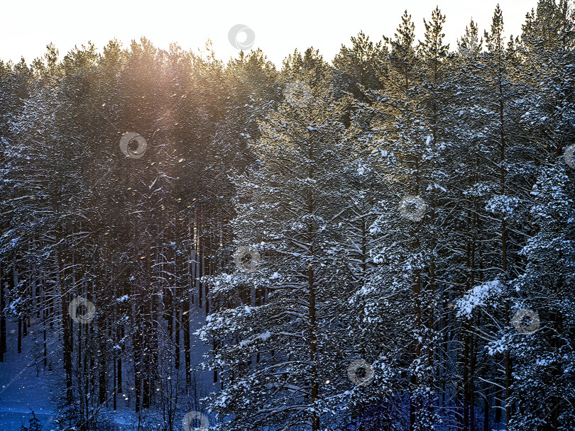 Скачать Рассвет в сосновом лесу. Солнце освещает верхушки деревьев. Снег падает на заснеженные сосны. Зимний пейзаж. фотосток Ozero