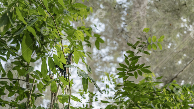 Скачать Крошечная колибри Mellisuga helenae сидела на ветке дерева. фотосток Ozero