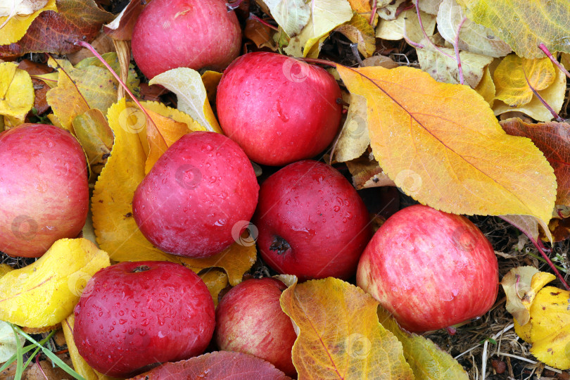 Скачать Красные спелые яблоки в каплях дождя лежат на желтых осенних листьях фотосток Ozero
