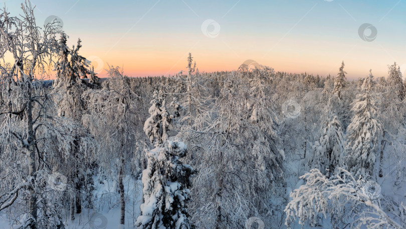 Скачать Панорамный вид на зимний лес. фотосток Ozero