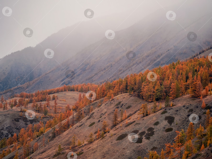 Скачать осенние лиственницы среди горных склонов в туманную погоду фотосток Ozero