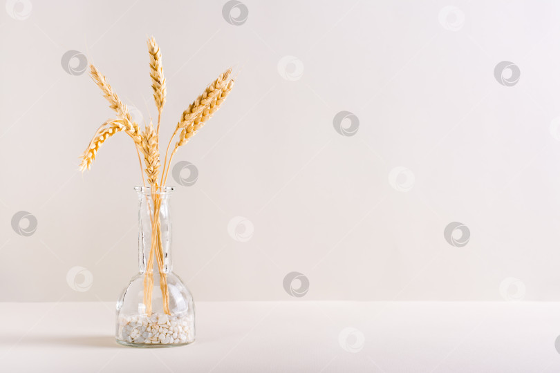 Скачать Колосья пшеницы в декоративной бутылке на светлом фоне. Осеннее оформление. Скопировать пространство фотосток Ozero
