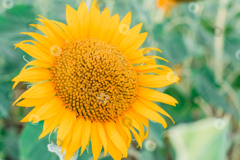 Скачать Цветок подсолнуха крупным планом в поле летним солнечным днем. Сбор урожая и выращивание фотосток Ozero