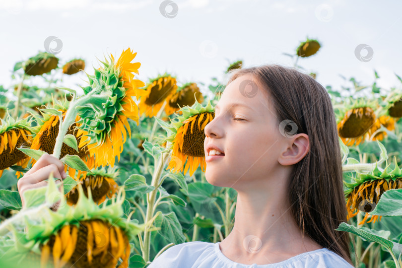 Скачать Девушка наслаждается запахом подсолнуха в поле на солнце. Выращивание и сбор урожая фотосток Ozero