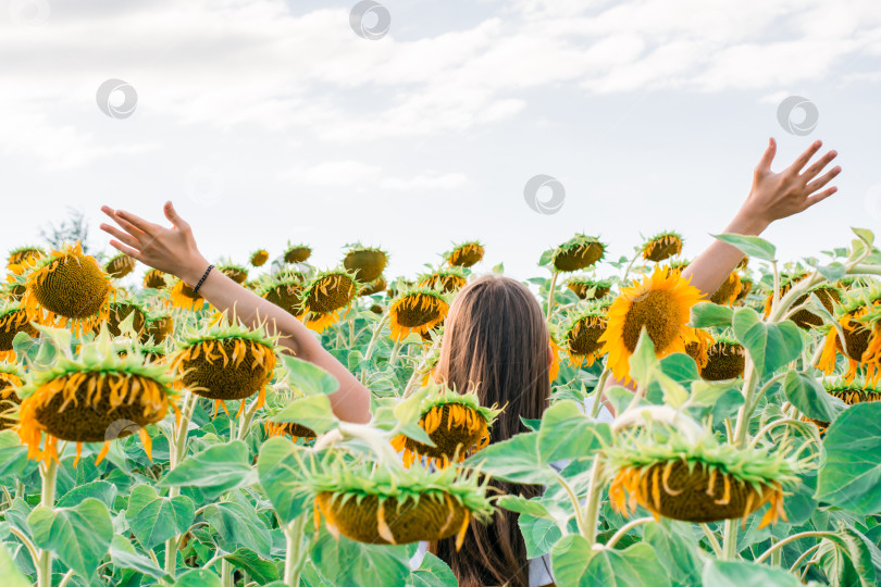 Скачать Девушка стоит на поле подсолнухов, раскинув руки за спиной в лучах солнца. фотосток Ozero