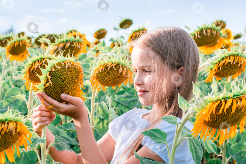 Скачать Девушка бережно держит подсолнух в поле на солнце. Выращивание и сбор урожая фотосток Ozero