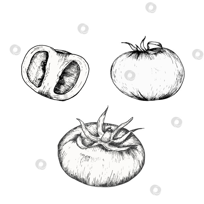Скачать Векторная иллюстрация свежих овощей. Рисованная тушью графика с изображением помидоров и кусочков с листьями для текстиля, упаковки, меню, дизайна ресторана фотосток Ozero