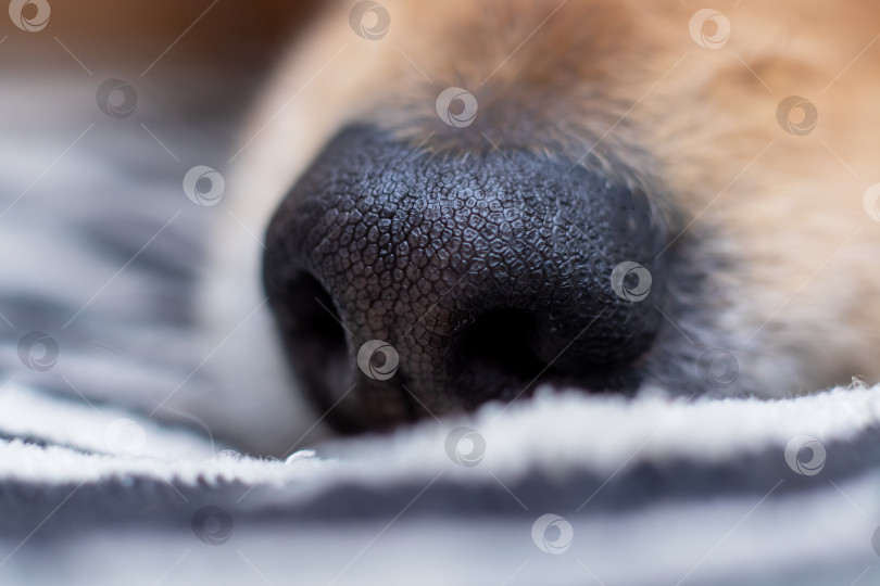 Скачать Черный мокрый собачий нос крупным планом, макросъемка фотосток Ozero