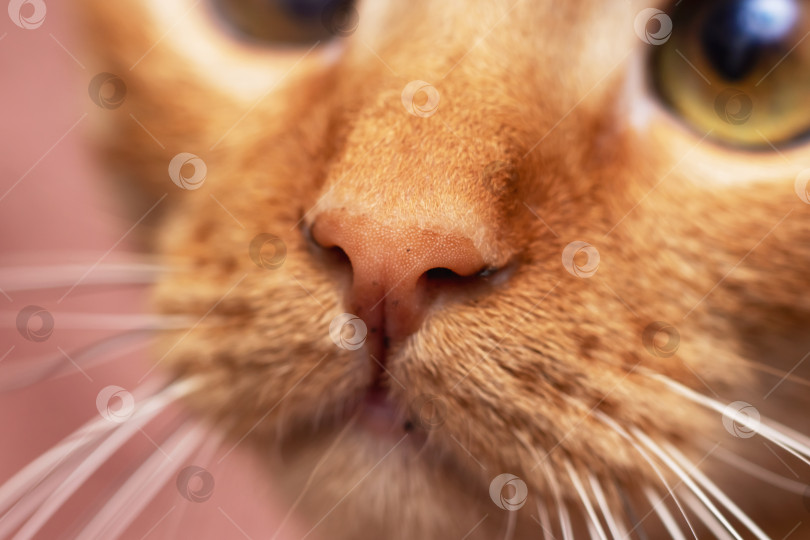 Скачать Морда рыжего кота крупным планом, макросъемка фотосток Ozero