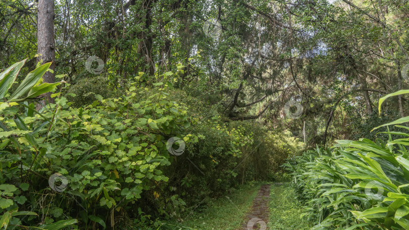 Скачать Узкая мощеная тропинка проходит через тропический лес. фотосток Ozero