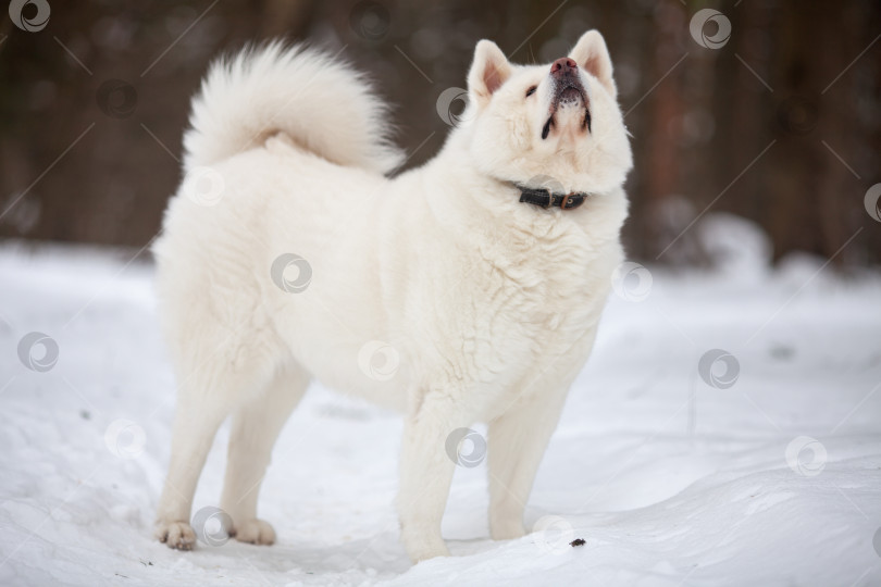 Скачать красивая взрослая белая собака породы Акита-ину стоит на снегу фотосток Ozero