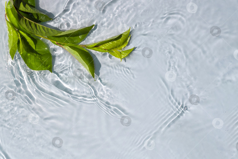 Скачать Естественное растение на прозрачной поверхности воды фотосток Ozero