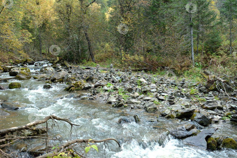 Скачать Бурный поток стремительной реки течет с гор через густой осенний лес, огибая камни и поваленные деревья пасмурным утром. фотосток Ozero