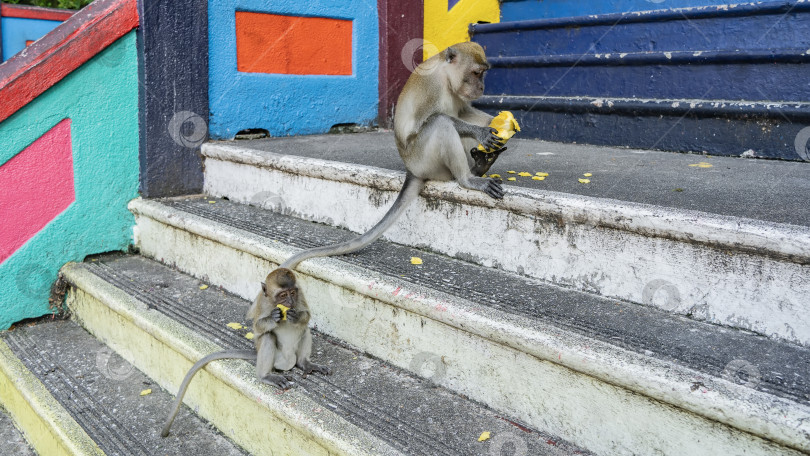 Скачать Две длиннохвостые макаки сидят на ступенях индуистского храма. фотосток Ozero