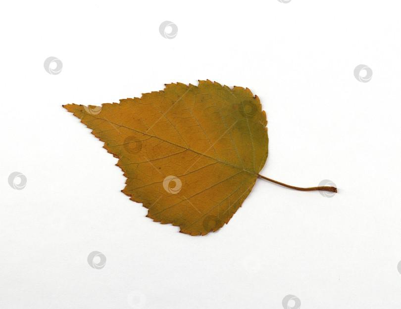 Скачать осенний желто-зеленый лист березы (лат.betula) фотосток Ozero