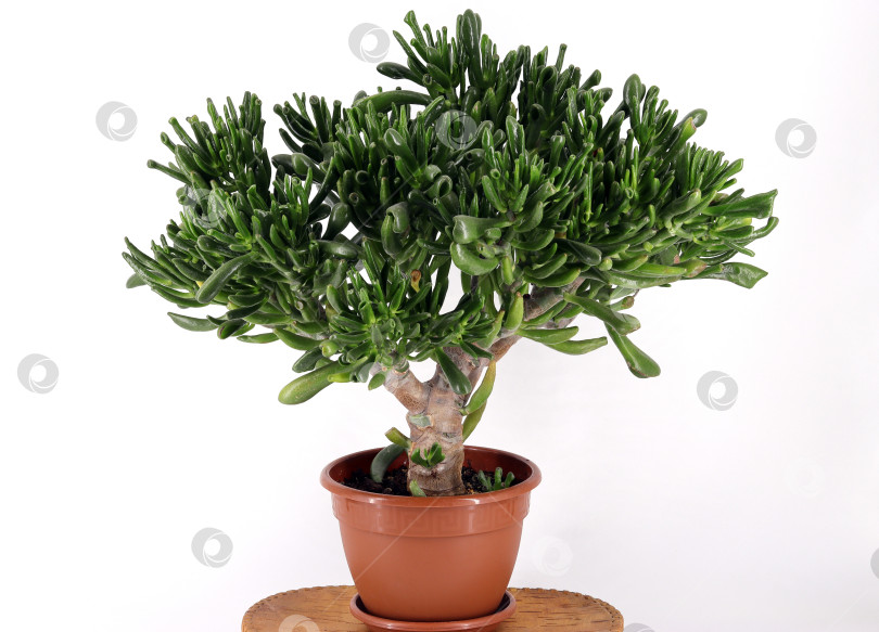 Скачать растение Крассула яйцевидная хоббит (Crassula ovata hobbit) - домашнее денежное дерево фотосток Ozero