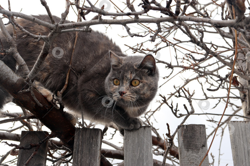 Скачать Кошка на заборе среди ветвей дерева внимательно смотрит вниз фотосток Ozero