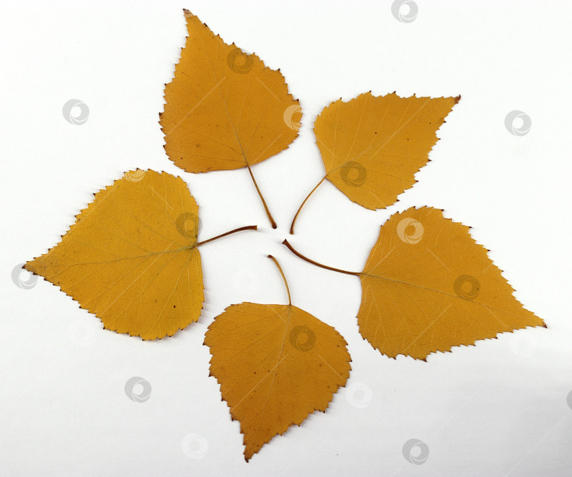 Скачать желтые березовые листья в оригинальной композиции фотосток Ozero