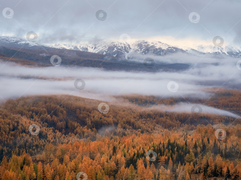 Скачать снежные горы и леса, покрытые утренним туманом фотосток Ozero