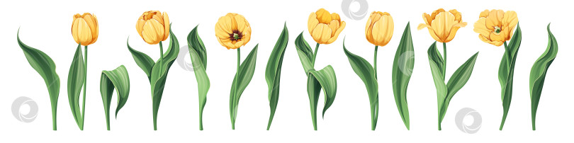 Скачать Набор тюльпанов на изолированном фоне в мультяшном стиле. Весенние желтые цветы на Женский день, Пасху. Векторная цветочная иллюстрация. фотосток Ozero
