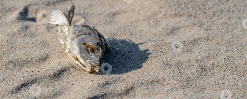 Скачать высушенный рыбий скелет, лежащий на песке фотосток Ozero